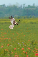 animals photographed in the wild