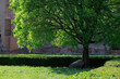 © Maria Letizia Avato - Green lawn and big tree with green leaves, Roman ruins in the background.