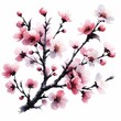 cherry blossom branch on white