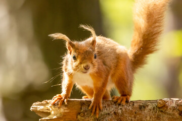 Wall Mural - Cute little scottish red squirrel in the forest