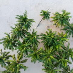 palm trees on the beach, vertical shot