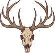 Illustration of the deer skull.