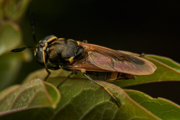 Wall Mural - Black and yellow insect, Fly Sierra del Sen del Campo Adurgoa gonagra