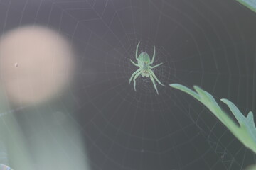 Wall Mural - green spider