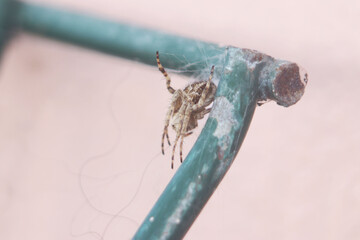 Wall Mural - spider web closeup