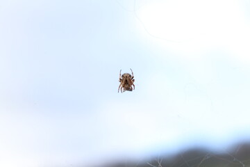 spider on the web