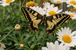 Schwalbenschwanz Schmetterling auf Blume