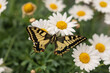 Schwalbenschwanz Schmetterling auf weisser Blume