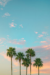 Canvas Print - Tropical Sunset with Silhouetted Palm Trees  