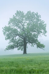 Canvas Print - Mysterious Oak Tree in Early Morning Fog  