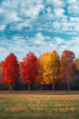 Sticker - Vibrant Autumn Trees in A Row Against Clear Blue Sky