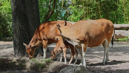 Wall Mural - Family of Banteng, Bos javanicus or Red Bull. It is a type of wild cattle But there are key characteristics that are different from cattle and bison: a white band bottom in both males and females.