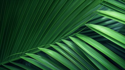 Wall Mural - closeup nature view of green leaf and palms background. Flat lay, dark nature concept, tropical leaf