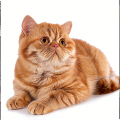 Sticker - Exotic Shorthair cat on white background