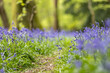 Bluebells in Sussex woodland, with a shallow depth of field