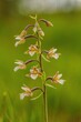 Marsh Helleborine (Epipactis palustris), Wild orchid of natural wetlands, species of orchid native to Europe and Asia