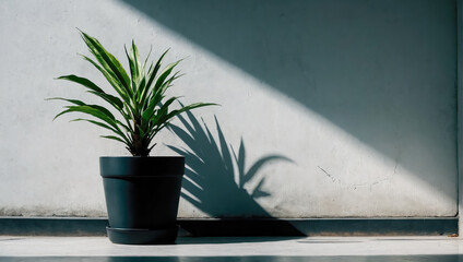 Wall Mural - creative layout of colorful palm leaves on a white background in the rays of the sun, with shadows. 