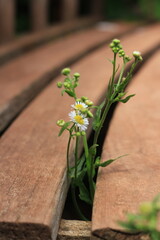 flowers on a wooden table