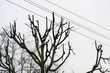 Power line and cutted tree branches. Cutted branches near utility electric line. Removing trees near power lines. Tree with pruned top, cutted branches near electric wires