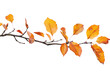 © dwi - Autumn branch cutout isolated on white or transparent background