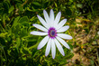Closeup shot of the African Daisy or Cape Daisy (Dimorphotheca) flower