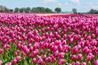 Large agricultural field with purple, pink and red tulips in blossom in rows in Friesland the Netherlands under a blue sky and blurred agricultural workers in the field in spring	