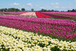 Large agricultural field with white, purple, pink and red tulips in blossom in rows in Friesland the Netherlands under a blue sky and blurred agricultural workers in the field in spring	