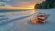 A triton shell on the beach on Derawan Island.; Derawan Island, Borneo, Indonesia
