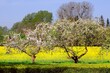 Blooming fruits trees and yellow blooming rapeseed fields on background, Zulawy, Poland. A sunny day with blue sky.