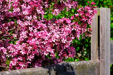 Wall Mural - Close-up of a cherry blossom branches by wooden fence of garden