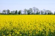 Beautiful yellow blooming rapeseed fields on Zulawy, Poland. A sunny day with blue sky.