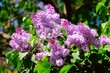 Close up of branch with blooming flowers of lilac (Syringa) tree.
