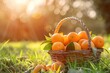 A highangle shot of a rustic basket filled with freshly picked oranges, placed on a grassy field under the afternoon sun