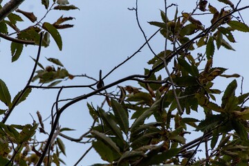 Canvas Print - branches of a tree with blue sky