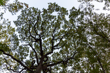 Canvas Print - branches of a tree with blue sky