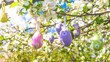 Happy easter holidays concept; Apple tree branches decorated by easter eggs; close up