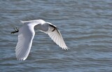 Fototapeta Dmuchawce - Little egret bird flying over water with a fish in the beak