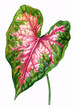 Watercolor style drawing of leaf of tropical green and pink Caladium plant on white bacground