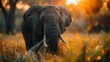 Close-up of African bush elephant (Loxodonta africana) eating grass in Chobe National Park; Botswana Genrative Ai
