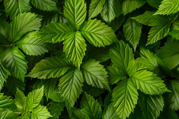 Wall Mural - green leaves top view