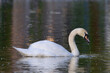 mute swan swimming on the lake