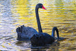 black swans couple on pond at dawn