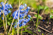 Wild blue spring flowers on a sunny spring day. Macro photo
