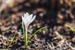 White crocus flower grows on a meadow. Macro photo with selective focus