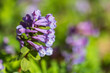 Purple wild flower, macro photo. Corydalis solida, fumewort or bird-in-a-bush
