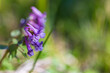 Purple wild flower, macro photo. Corydalis solida, fumewort