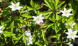 Wild white flowers, Anemone nemorosa