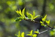 Baby leaves on a tree branch on a blurred green background