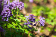 Purple wild flowers, macro photo. Corydalis solida, fumewort or bird-in-a-bush