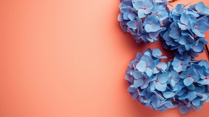 Wall Mural - fresh blue hydrangeas flowers on solid orange background with copy space for text, backdrop mockup template design concept
